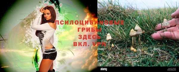 тгк Алзамай