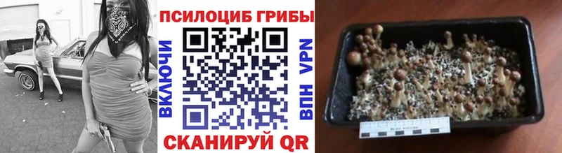 Псилоцибиновые грибы Psilocybine cubensis  Зеленоградск 
